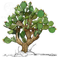 RR0051 Opuntia streptacantha.jpg