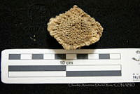 CADR403 Glyptotherium floridanum.jpg