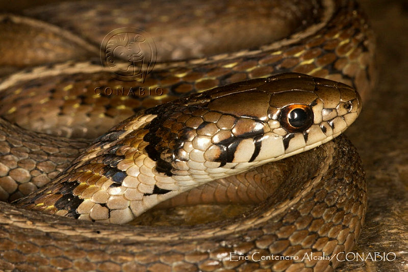 ECA0312%20Thamnophis%20conanti.jpg.iSeWs7v1MTGnQadhQA3g0JtbmFja29CbnFuZ3NAbXJ6LGtwZQA.BPwBmlXq5o