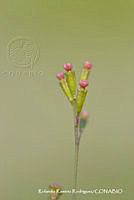 RRR0104 Boerhavia erecta.jpg