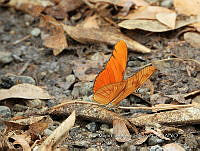 MCS IM0177 Dryas iulia ssp. Moderata.jpg