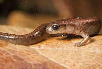 MASM08125 Chiropterotriton orculus.jpg