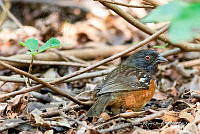 JRRO0537 Pipilo maculatus.jpg