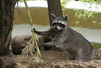 ARS00653 Procyon lotor.jpg