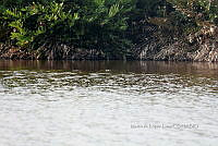 ME003 0042 Crocodylus moreletii.jpg