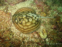 ISA099 Urobatis concentricus.jpg