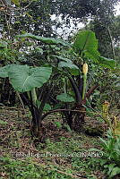 Zongo 2990 Xanthosoma violaceum Schott.jpg