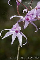 JMN0011 Barkeria palmeri.jpg