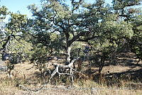 LI005 0046 Quercus chihuahuensis.jpg