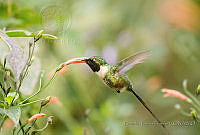 RTF031 Doricha enicura.jpg