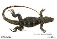 ME006 herp SCLC 0057 Ctenosaura similis - (Gray, 1831).jpg