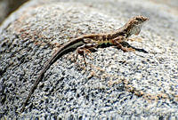 VHL0214 Callisaurus draconoides.jpg
