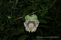 DK0729 Cleome sp..jpg