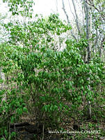 MRG-2017-333 Handroanthus impetiginosus (MEGA-10ago17-a).JPG