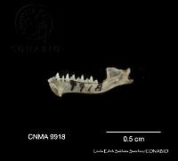 LESS 0453 Parastrellus hesperus ssp. hesperus.JPG