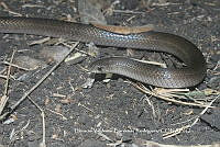 HVBR0019 Ficimia olivacea.JPG