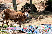 CCB 001 Cervus sp..jpg