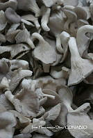 ZG014 0092 Pleurotus_ostreatus.jpg