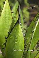 3R 01178 Agave.jpg