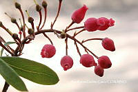 AKGC010 Comarostaphylis mucronata.JPG