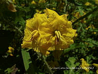 JF140 0233 Solanum rostratum.jpg
