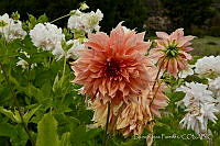  LRP1094 Dahlia pinnata.jpg