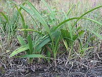 JRBBFM026-46 Bletia purpurea.jpg