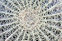 LCF0175 Echinocactus sp..jpg