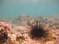 JAJ0325 Diadema antillarum.jpg