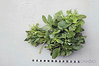 RBB0335 Amaranthus hybridus.jpg