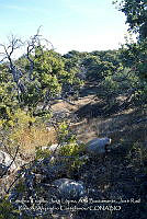 LI005 0044 Quercus.jpg