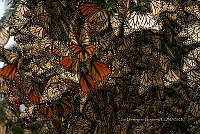 IDG1853 Danaus plexippus.jpg