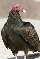 CNS0202 Cathartes aura.jpg