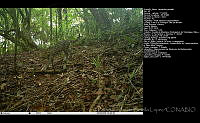 FJBL0093 Leopardus pardalis.jpg