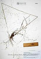 DZAJ1272 Eragrostis intermedia.JPG