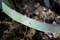 RG019 0175 Agave dissimulans.jpg