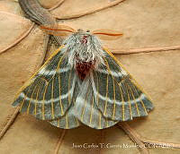 JCGM02767 Hemileuca sp..jpg