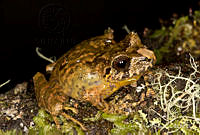 ECA0217 Craugastor galacticorhinus.jpg