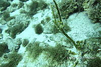 NE018 0436 Millepora alcicornis.jpg