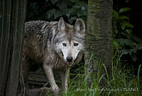 MASM06358 Canis lupus baileyi.jpg