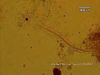 KT016 0045 Schizothrix sp..jpg