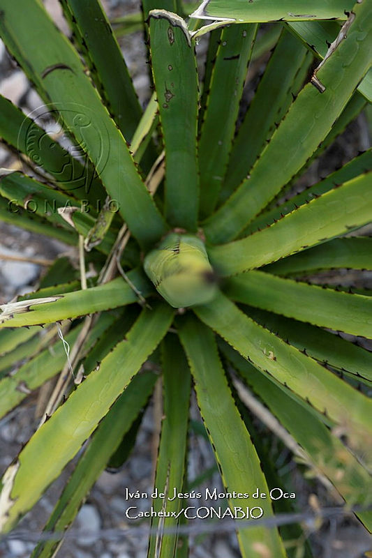 IMDOC%204772%20Agave%20karwinskii.jpg.nyfZx LzMampSZ1jQA3g0JtbmFja29CbnFuZ3NAbXJ6LGtwZwA.6P61Q8JYQR