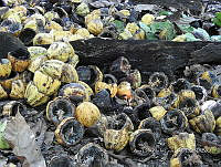 SG012 0037 Cocos nucifera.jpg