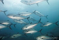 CCK0021 Caranx sexfasciatus.jpg