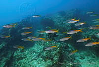 CCK0055 Lutjanus inermis.jpg