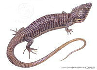 MAPM0803 Abronia ochoterenai.jpg