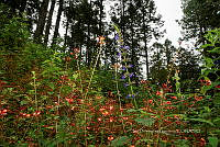 IDG1785 Lobelia cardinalis.jpg