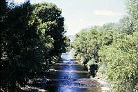 2967 Salix sp.,  Populus sp., Taxodium sp..jpg