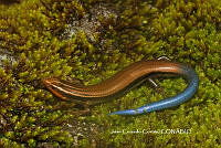 JCC0440 Plestiodon lynxe.JPG
