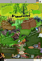 PUREPECHA_pinos.jpg